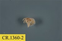 藏品(綠色細螯寄居蟹)的圖片